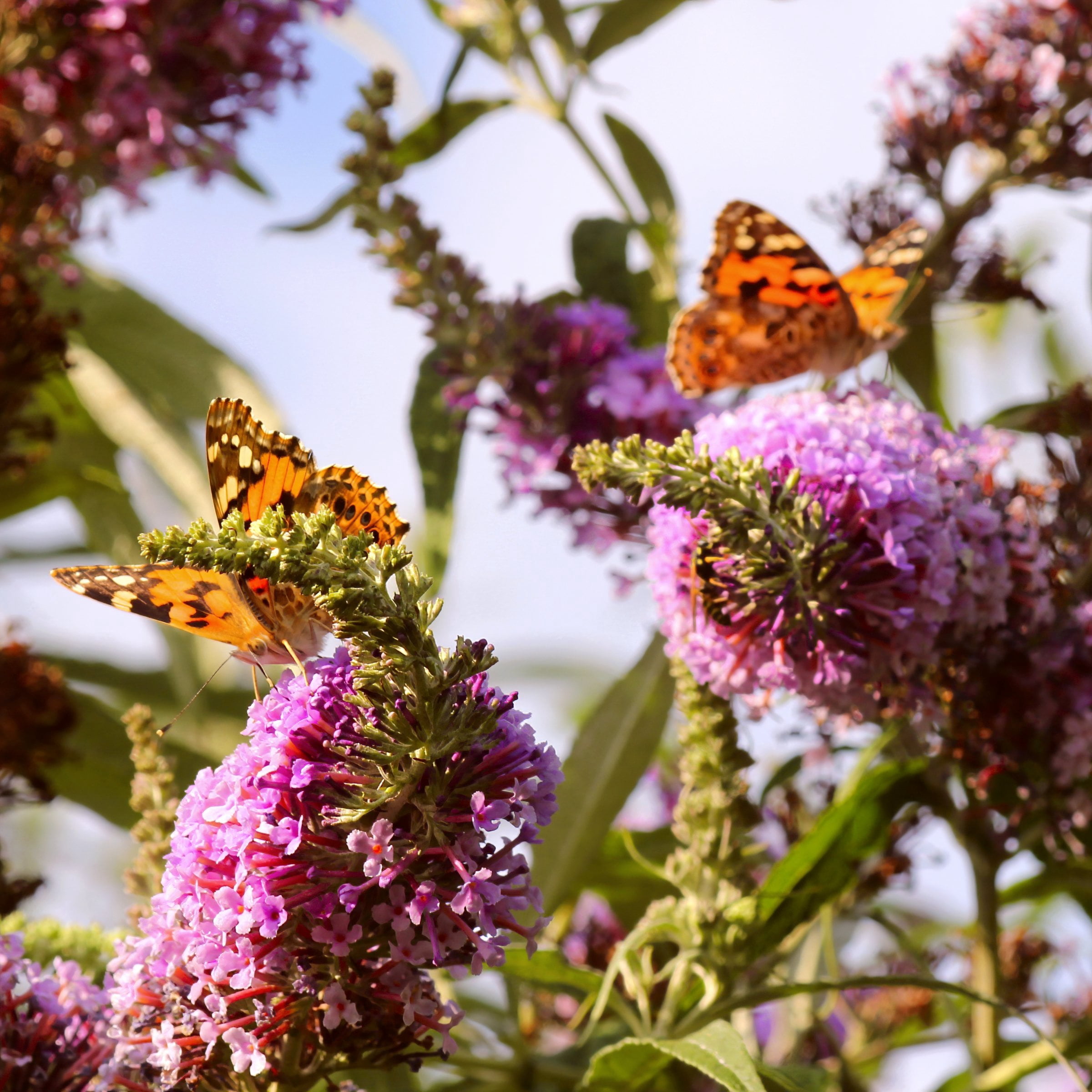 4 in. Buddleia Dapper Pink Live Shrub with Pink Flowers (3-Pack)