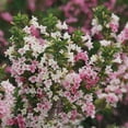 thumbnail image 3 of Proven Winners ColorChoice 5" Multicolor Czechmark Trilogy Weigela Live Plant in 4.5" Pot (4 Count), 3 of 11