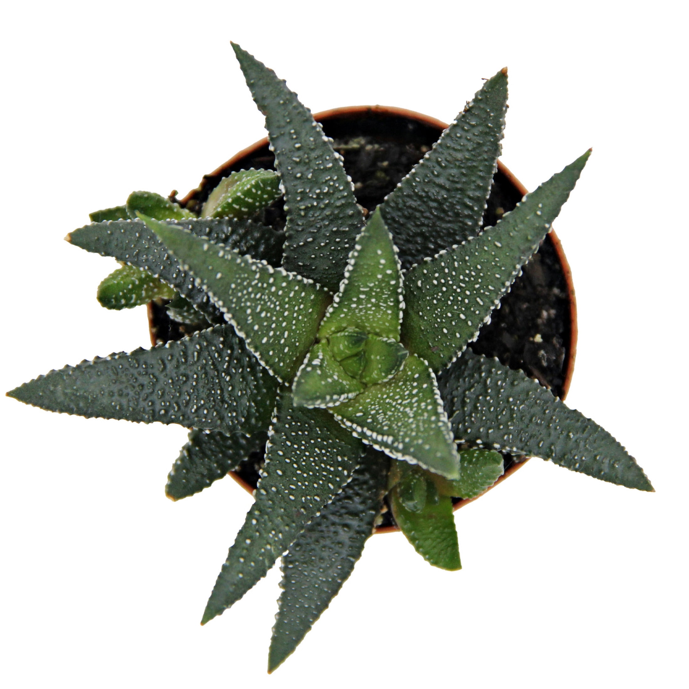ReptiCulture Assorted Haworthia Desert 3" Pot 3 pk