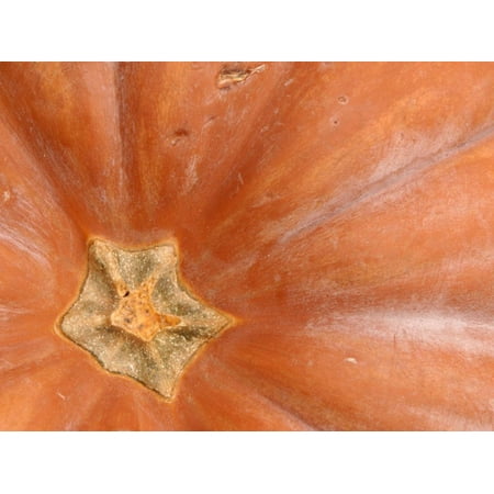 Close-Up of Stem of Fresh Autumnal Pumpkin Print Wall Art