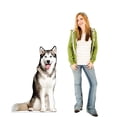thumbnail image 2 of Advanced Graphics Siberian Husky Life-Size Cardboard Stand-Up, 48 x 33 in, 2 of 5