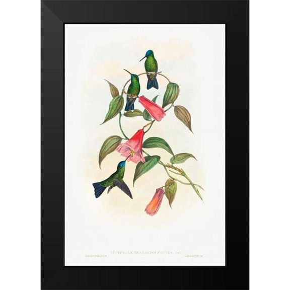 Gould, John 11x14 Black Modern Framed Museum Art Print Titled - Eucephala smaragdocaerulea-Goulds Wood Nymph
