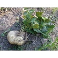 thumbnail image 2 of TomorrowSeeds - True Jicama Seeds - 80+ Count - For 2026 Planting USA Garden Vegetable Mexican Yam, 2 of 11