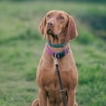 thumbnail image 4 of OULII 1Pcs Laisse Double en Nylon Noir pour Chien pour Promenade Ensemble, 4 of 7