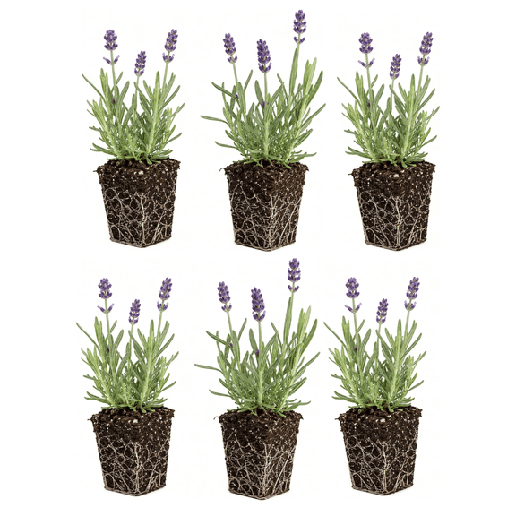 6 Live Lavender Plant Plugs | Fragrant Purple Perennial Starter Plants