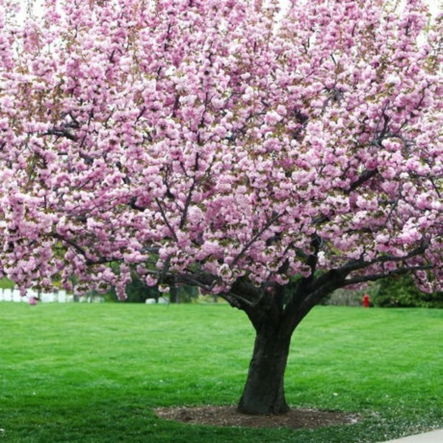 Expert Gardener 3-4 ft. tall Shirofugen White Flowering Cherry Live Tree in 7-Gallon Grower Pot
