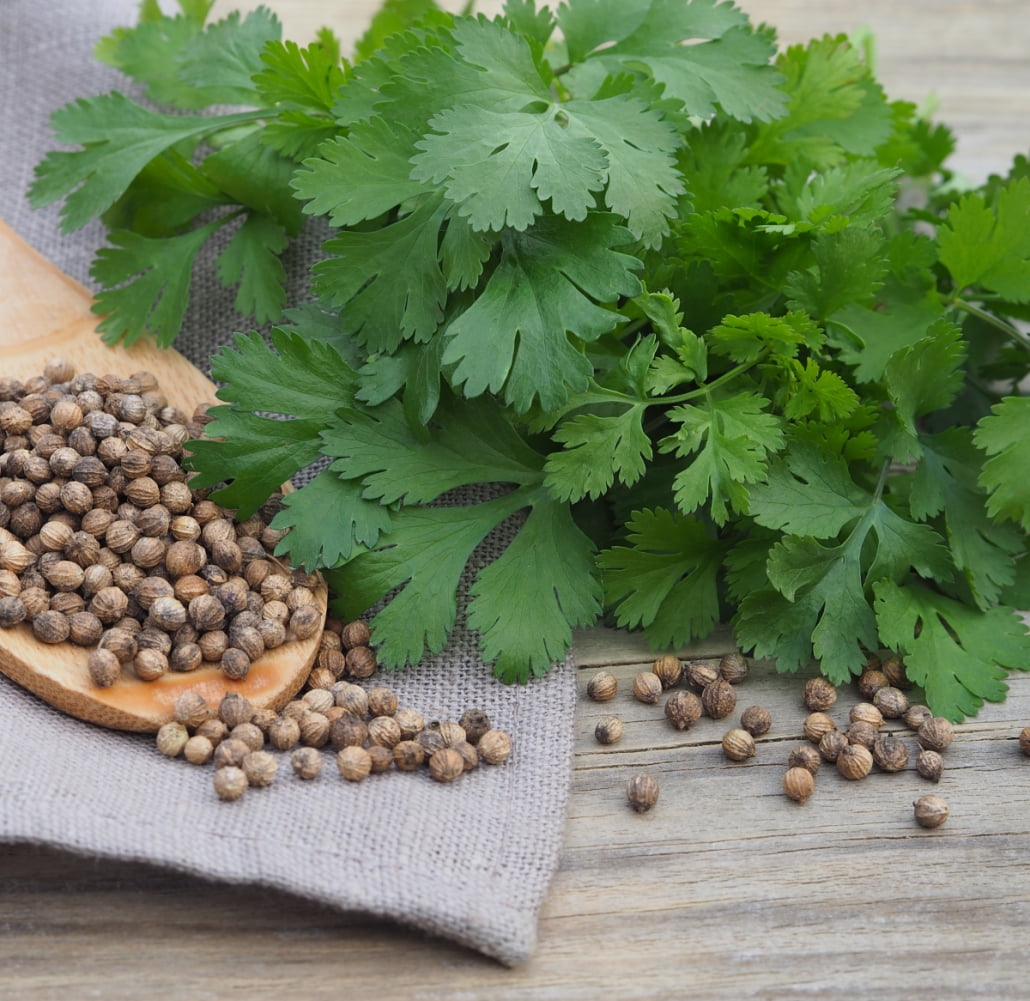 Earthcare Seeds Cilantro Coriander 500 Seeds (Coriandrum Sativum