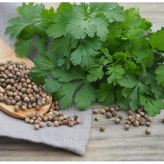 Earthcare Seeds - Cilantro - Coriander 500 Seeds (Coriandrum Sativum) Heirloom - Open Pollinated