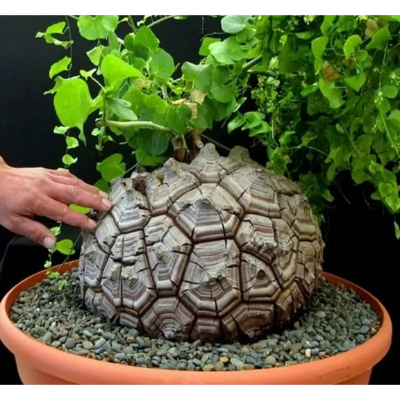 Elephant Foot Plant Seeds for Planting (10 Seeds) - Dioscorea elephantipes