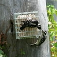 thumbnail image 2 of Pacific Bird & Supply Co. Sunflower + Cricket Suet Cake, 11.0oz, 2 of 4