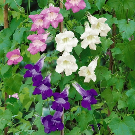 Climbing Snapdragon Asarina Flower Seed Mix - 200 Seeds