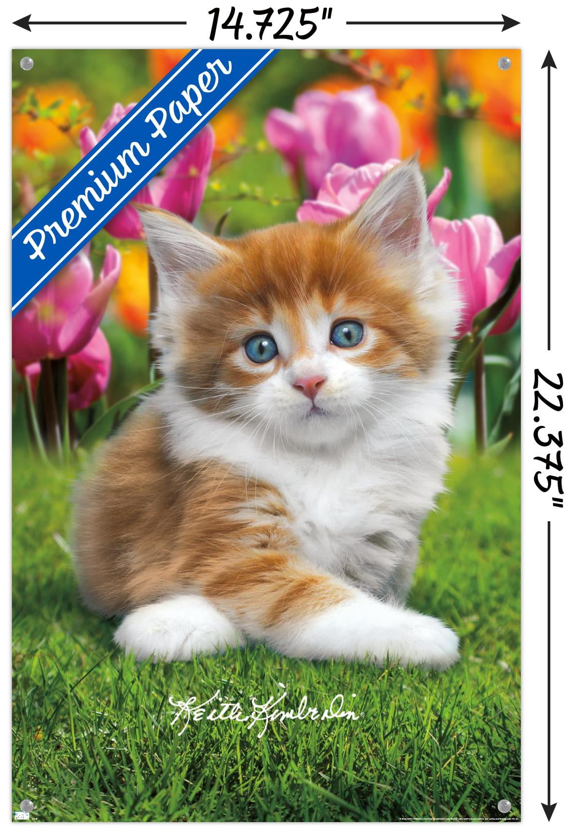 Keith Kimberlin - Maine Coon Kitten Wall Poster with Pushpins, 14.725" x 22.375"