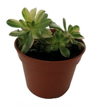 Suncup Succulent -Aeonium Castello Paive Variegata-2.5" Pot