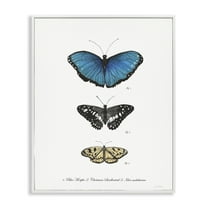 Stupell Industries Vintage Butterfly Specimens Animals & Insects Painting White Framed Art Print Wall Art, 11 x 14