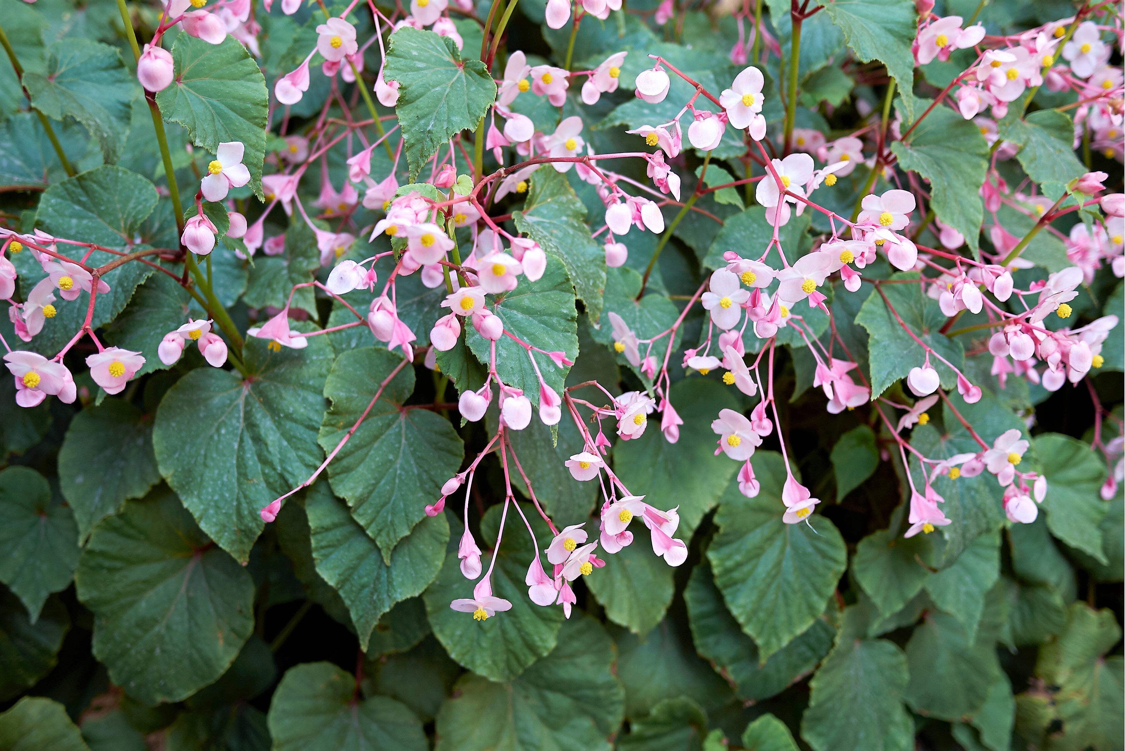 500 BULK HARDY BEGONIA Grandis Rose Pink Perennial Sun - Shade Flower Seeds