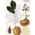 thumbnail image 3 of Katahdin Potato - 2 lbs Certified Seed (Tuber), 3 of 4