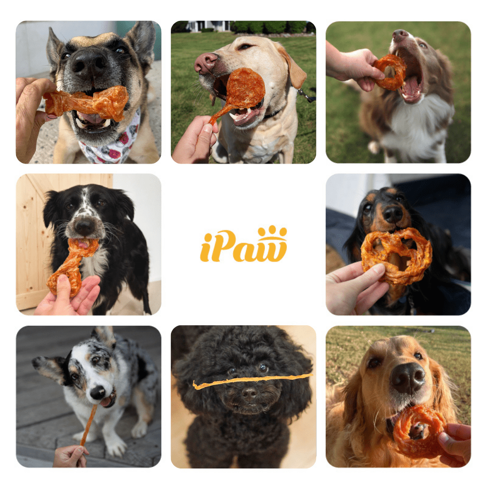 iPaw Turkey Tendon for Dogs, Hypoallergenic, All Natural Human Grade Puppy Chew, Dog Treats for Signature Series, Rawhide Alternative, 20 Units/Box Ring (Medium)
