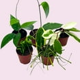 thumbnail image 4 of BubbleBlooms Hoya Macrophylla Variegated Tricolor Stunning Houseplant in 2-inch Pot, 4 of 9