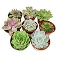 thumbnail image 3 of Rosette Shaped Succulent Pack 4" 10 Succulents, 3 of 3