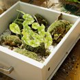 thumbnail image 3 of HEALEEP De Reptil Para Terrario Con Ventosas Material ABS Duradero Multicolor, 3 of 6
