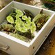thumbnail image 3 of IDEANATEGRATE Artificiales Para De Reptiles Con Ventosas Fácil Instalación Multicolor, 3 of 6