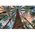 thumbnail image 2 of Frates, Dennis 24x17 Black Ornate Wood Framed with Double Matting Museum Art Print Titled - Tropical Views, 2 of 4