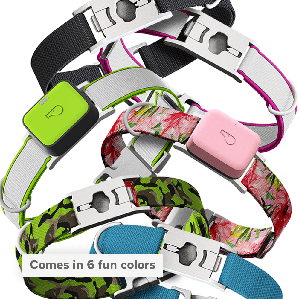 Whistle Large Twist & Go Dog Tracking Collar Compatible With Whistle GO Explore Dog GPS Tracker Device, Floral