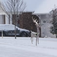 thumbnail image 2 of Gardman G48WBD2018455 Good Tidings 58"H LED Gold Frost Stand B, 2 of 2