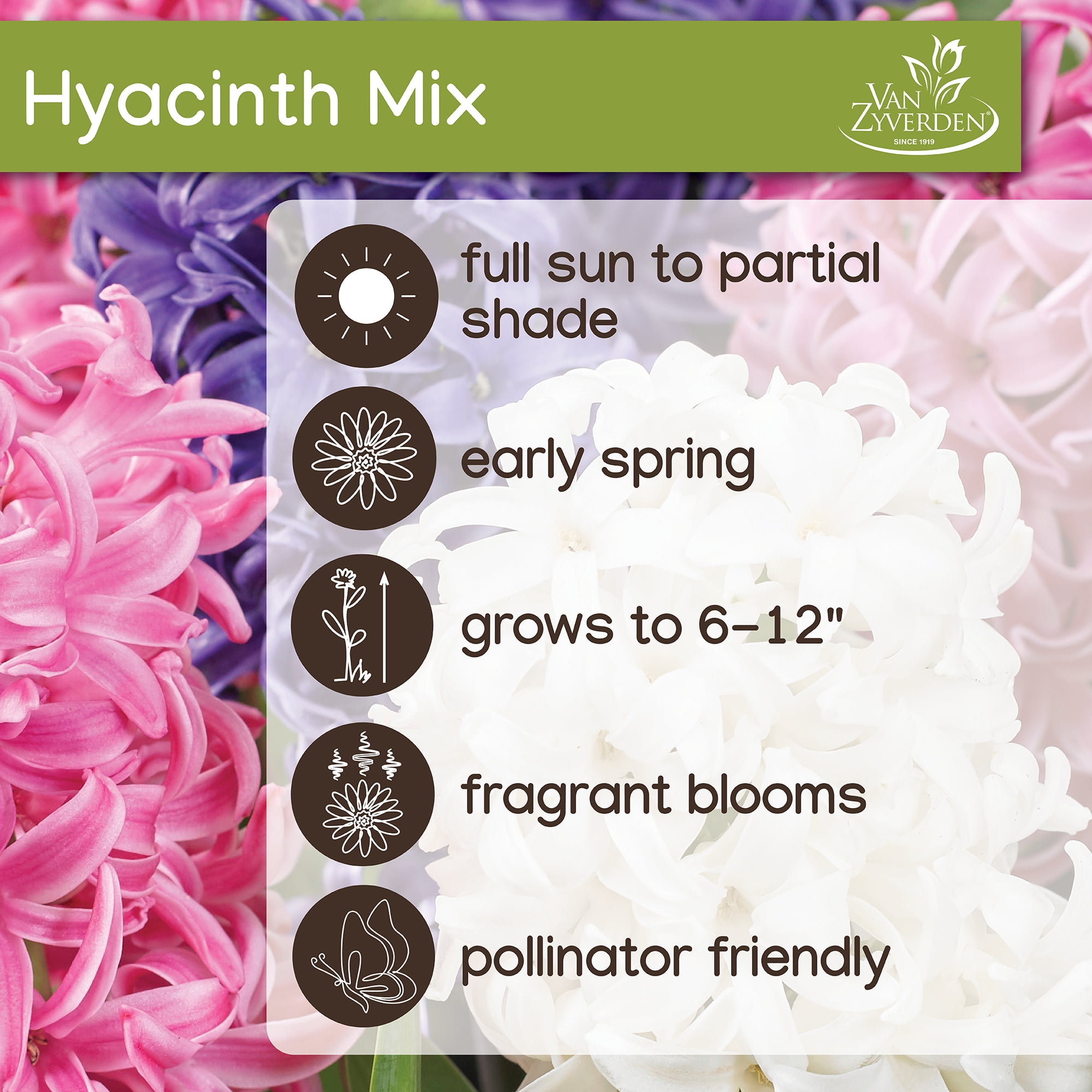 Expert Gardener Hyacinth Mix Plant Bulbs (3 Dormant Bulbs)