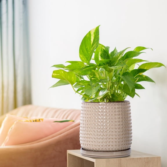 6 Inch Ceramic Beaded Stoneware Planter Pot - Flower Pot with Drainage Holes and Saucers for Indoor Succulent Plants or Flowers, Light Brown