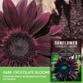 thumbnail image 3 of 2 Packs of Chocolate Cherry Sunflower Seeds - Heirloom Full Sun Annual Flower, 3 of 8