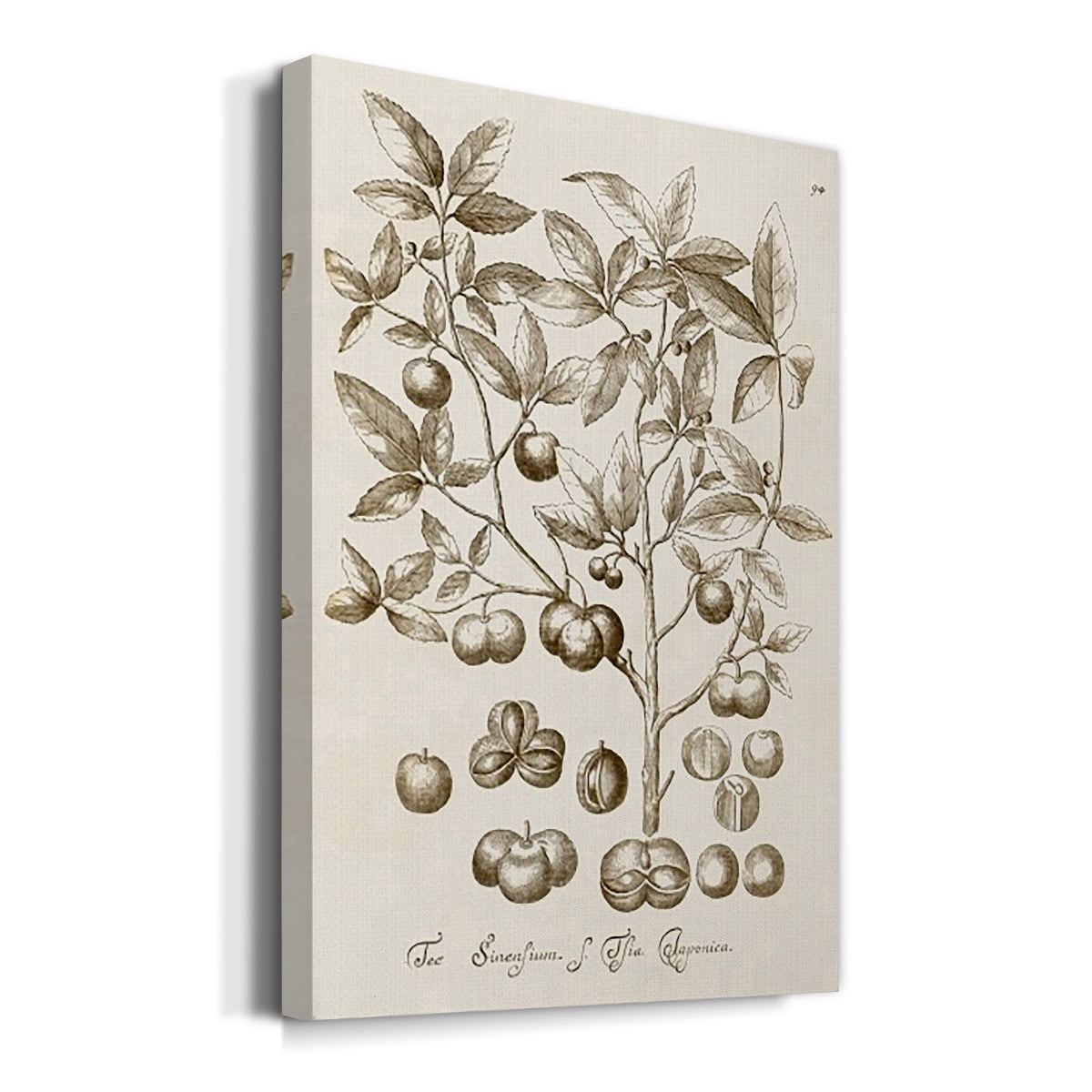 Sepia Botanical Journal II Premium Gallery Wrapped Canvas - Ready to Hang