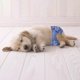 thumbnail image 5 of Perro a Prueba de , Pantalones Fisiológicos de Incontinencia Y Entrenamiento, Lavable, Suave Y Absorbente, para Cachorros Pequeños a Grande Sunnimix Pañales femeninos, 5 of 8