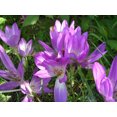thumbnail image 3 of 10 AUTUMN CROCUS Colchicum Autumnale Meadow Saffron Flower Seeds, 3 of 5