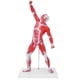 thumbnail image 2 of Modelo de músculos humanos, modelo de sistema muscular de 50 cm, modelo de estructura muscular, modelo de músculos, solución innovadora, 2 of 8