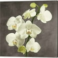 thumbnail image 3 of Great Art Now Orchids on Grey Background by Andrea Antinori 2 Piece Canvas Art Set Each 14"W x 14"H, 3 of 3