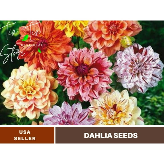 40  Seeds| Rembrandt Dahlia Mixture Perennial Seeds | Seeds, Herbal Seeds, Flower Seeds, GMO Free, Authentic Seed #D044
