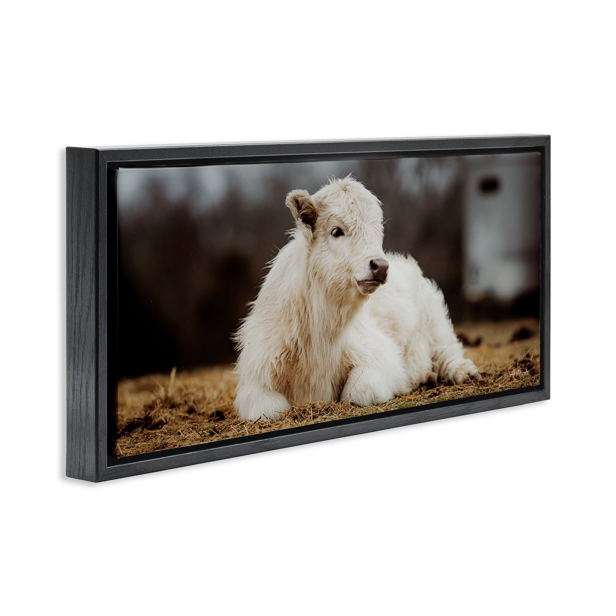 Stupell Industries Baby White Cattle Animals & Insects Photography Black Floater Framed Canvas Art Print Wall Art, 25 x 11