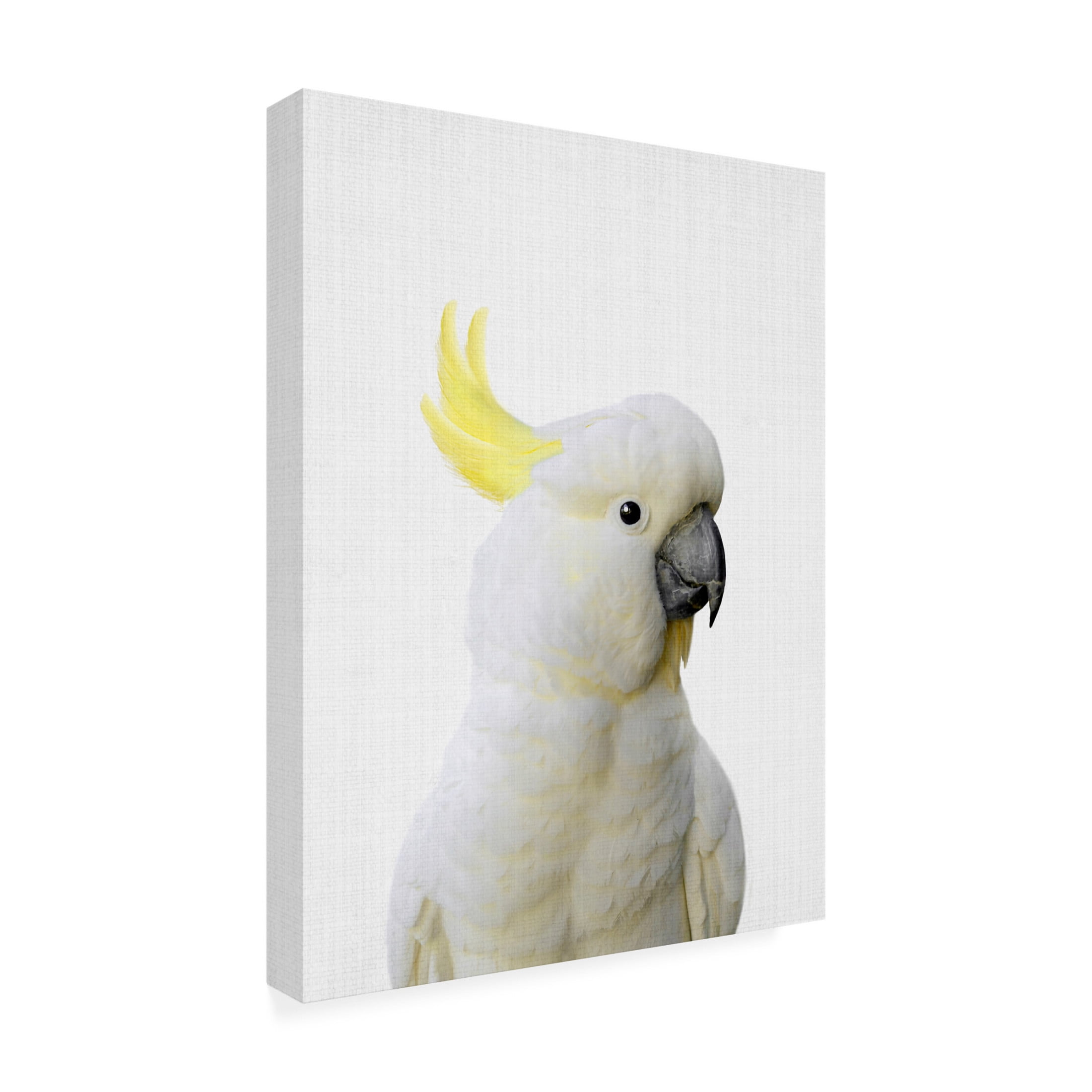 Trademark Fine Art Lola Peacock  Peekaboo Cockatoo Canvas Wall Art