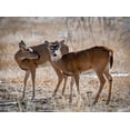 thumbnail image 2 of Theodore, George and Marilu 24x19 Black Ornate Wood Framed with Double Matting Museum Art Print Titled - USA-deer, 2 of 4
