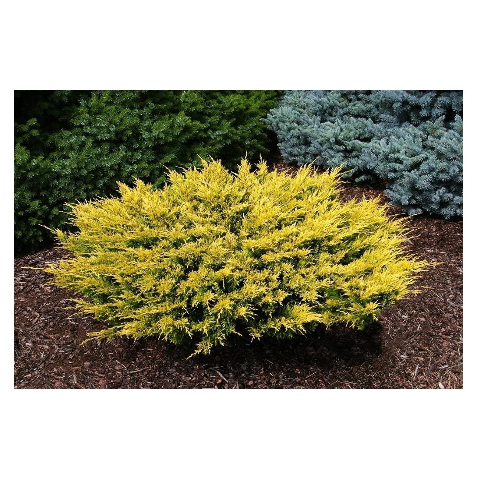 Lime Glow Juniper | 2 Live Gallon Size Plants | Juniperus Horizontalis | Cold Hardy Drought Tolerant Groundcover - image 2 of 6
