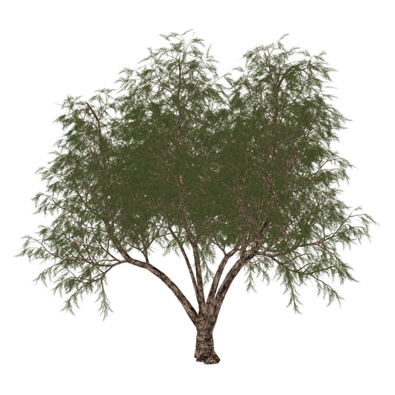 The French tamarisk tree Poster Print