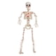 thumbnail image 1 of Estatua de esqueleto de Halloween, figura de esqueleto humano articulado, adorno de articulación móvil, estatua espeluznante hecha de PP, adecuada par, 1 of 9