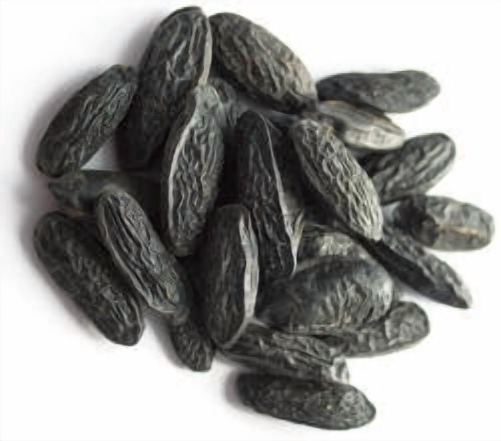 Tonka Bean Organic Essential Oil 5 ml (1/6 fl oz) - 100% Pure and Natural by Silky Scents