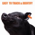 thumbnail image 4 of Miangastore Goat Ear Tags Tpu Orange For Pigs Livestock 100Pcs 5.2X2.8X0.7In, 4 of 8