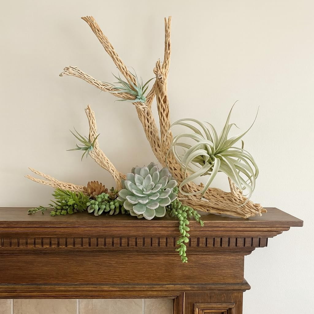 Koyal Wholesale 24" Cholla Wood Aquarium Driftwood for Gecko, Hermit Crab & Shrimp