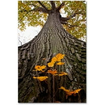 Trademark Fine Art "Aspiring to New Heights" Canvas Art by Kurt Shaffer