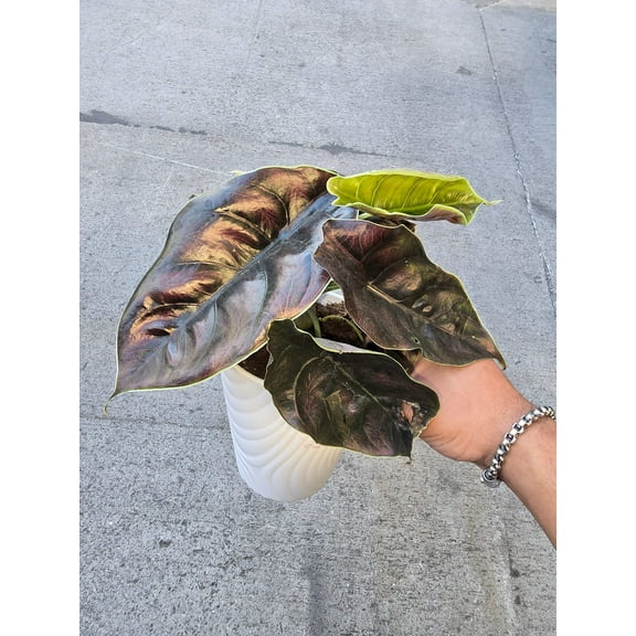 Alocasia Azlanii - in 5 inch pot Rare Find, ready to ship - Ceramit pot Get similar