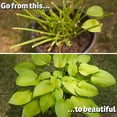 thumbnail image 4 of Aerosol repelente de ciervos I Must Garden con aroma a menta, 946 ml, listo para usar, 4 of 9