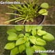 thumbnail image 4 of Aerosol repelente de ciervos I Must Garden con aroma a menta, 946 ml, listo para usar, 4 of 9